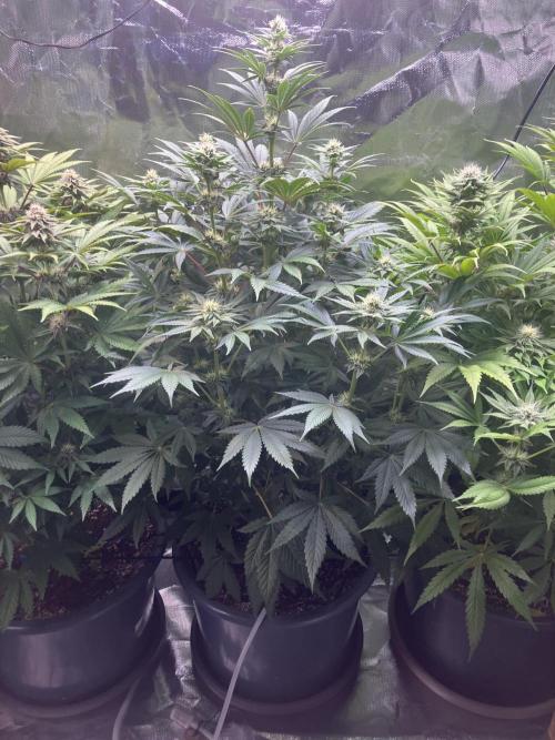 FRESH PRESSED RUNTZ Purple City Genetics. Week 6