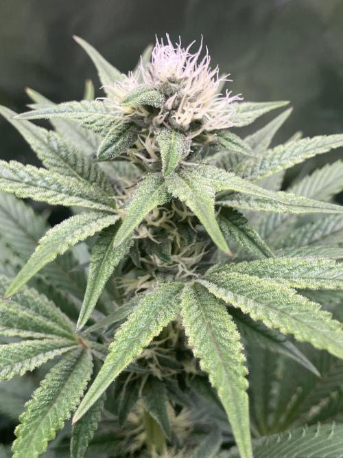 FRESH PRESSED RUNTZ Purple City Genetics. Week 6