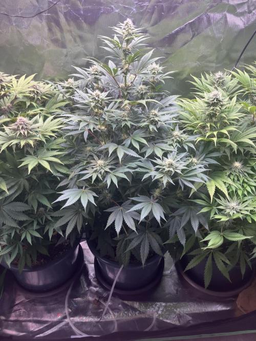 FRESH PRESSED RUNTZ Purple City Genetics. Week 6