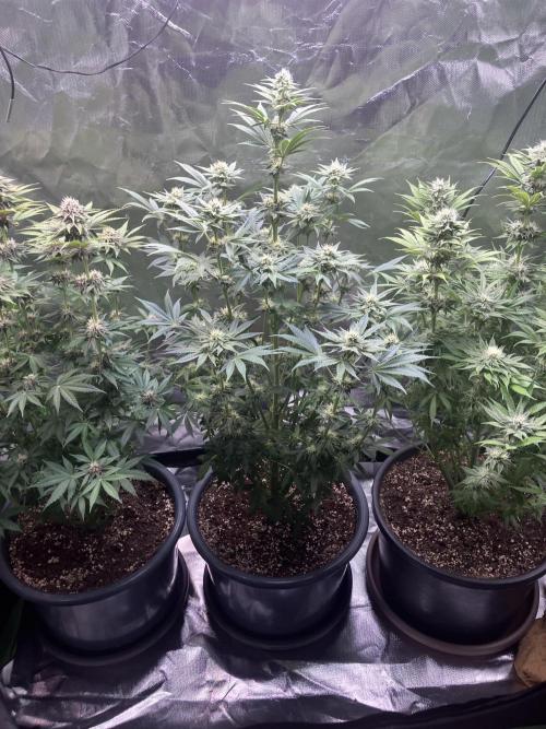 FRESH PRESSED RUNTZ Purple City Genetics. Week 6