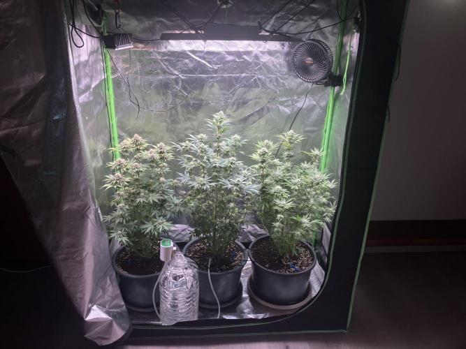 HINDU KUSH Divine Seeds. Week 6