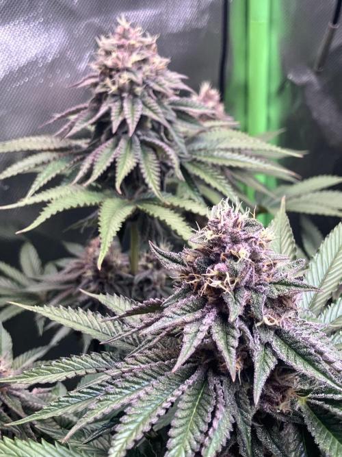 FORBIDDEN BLUEPRINT Purple City Genetics. Week 8