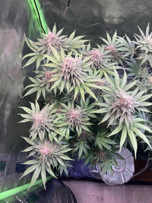 FORBIDDEN BLUEPRINT Purple City Genetics. Week 8