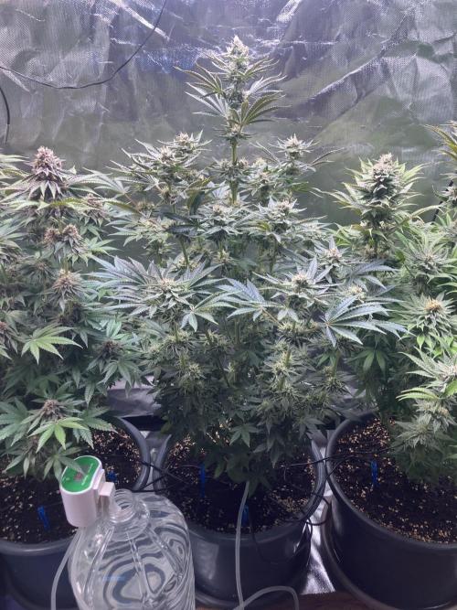 FRESH PRESSED RUNTZ Purple City Genetics. Week 8