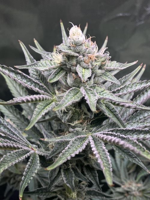 FRESH PRESSED RUNTZ Purple City Genetics. Week 8