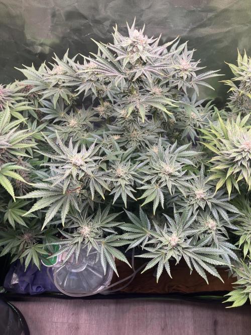 FRESH PRESSED RUNTZ Purple City Genetics. Week 8