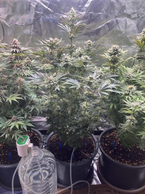 FRESH PRESSED RUNTZ Purple City Genetics. Week 8