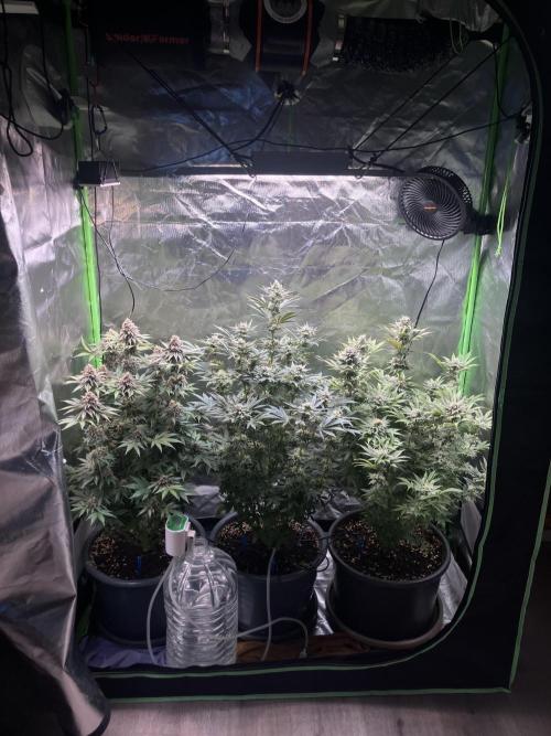 FRESH PRESSED RUNTZ Purple City Genetics. Week 8