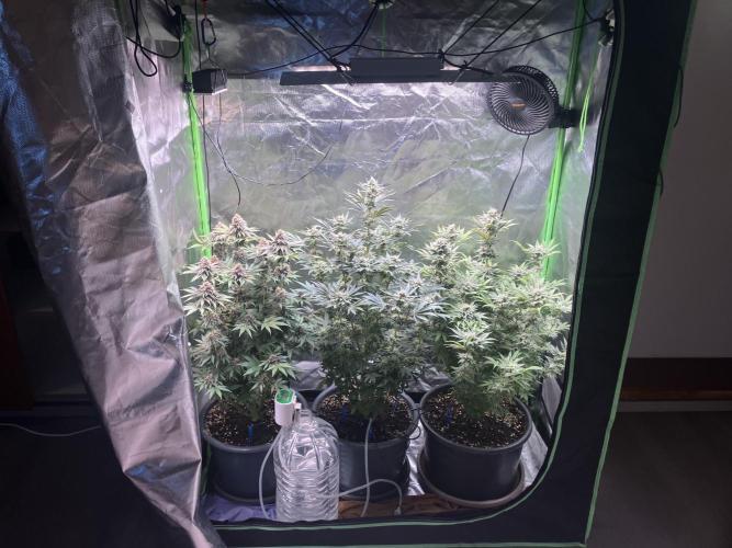 HINDU KUSH Divine Seeds. Week 8