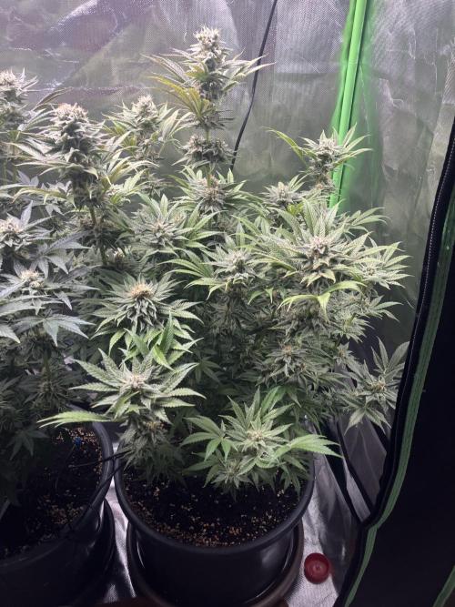 HINDU KUSH Divine Seeds. Week 8