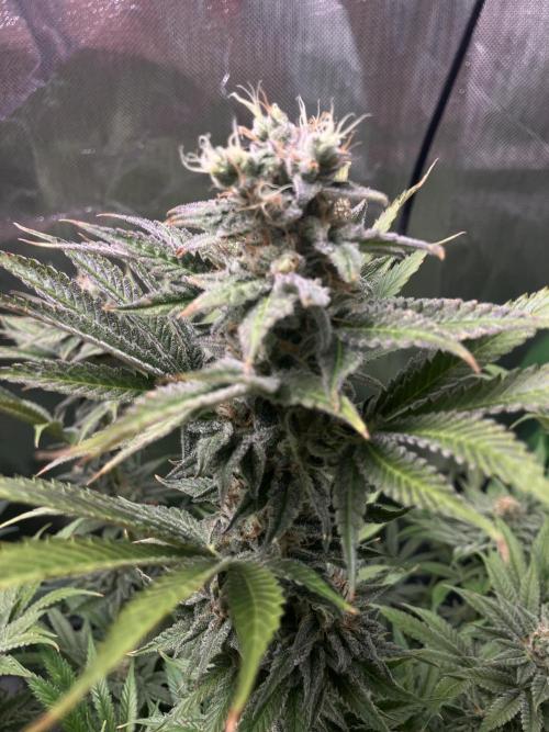 HINDU KUSH Divine Seeds. Week 8