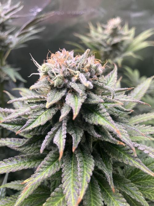 HINDU KUSH Divine Seeds. Week 8