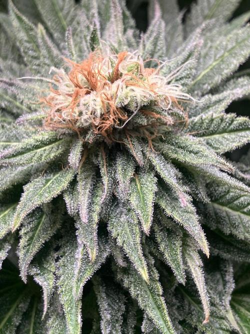 HINDU KUSH Divine Seeds. Week 8