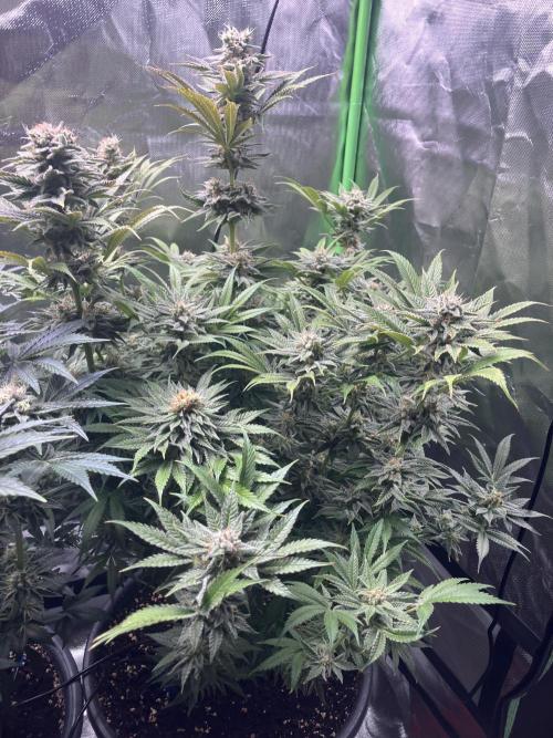 HINDU KUSH Divine Seeds. Week 8