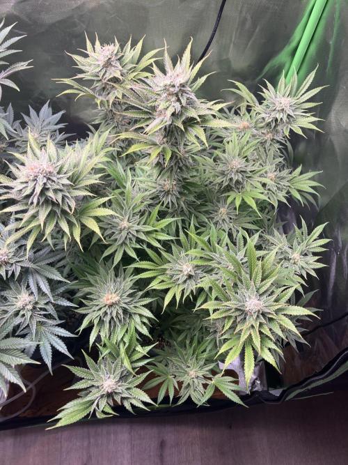 HINDU KUSH Divine Seeds. Week 8