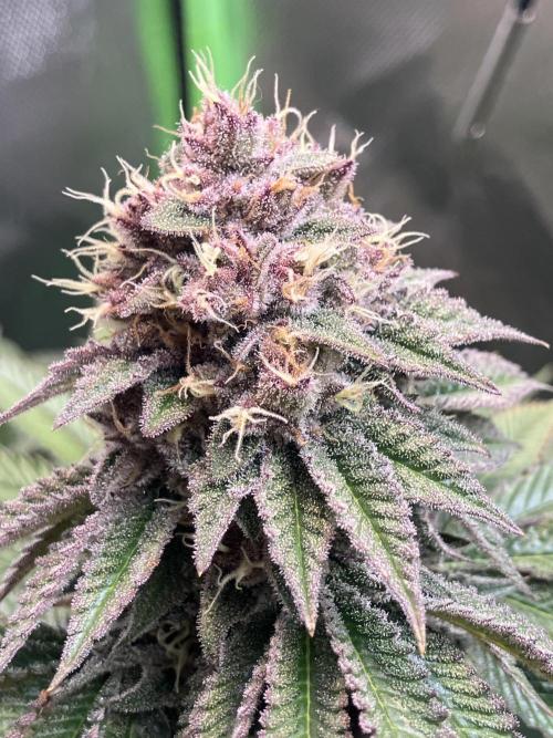 FORBIDDEN BLUEPRINT Purple City Genetics. Week 9