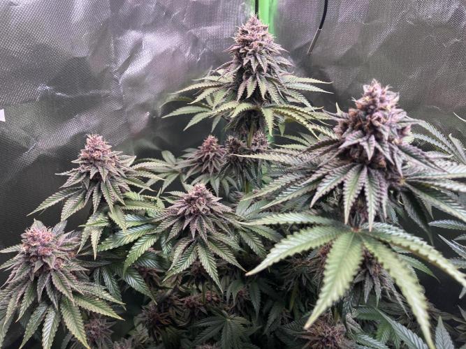 FORBIDDEN BLUEPRINT Purple City Genetics. Week 9