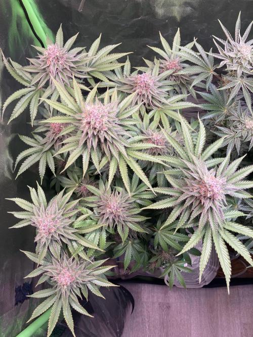 FORBIDDEN BLUEPRINT Purple City Genetics. Week 9