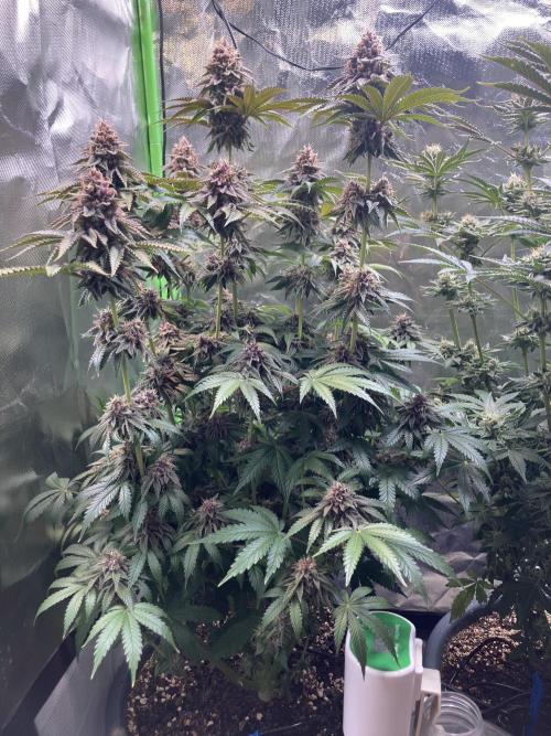 FORBIDDEN BLUEPRINT Purple City Genetics. Week 9