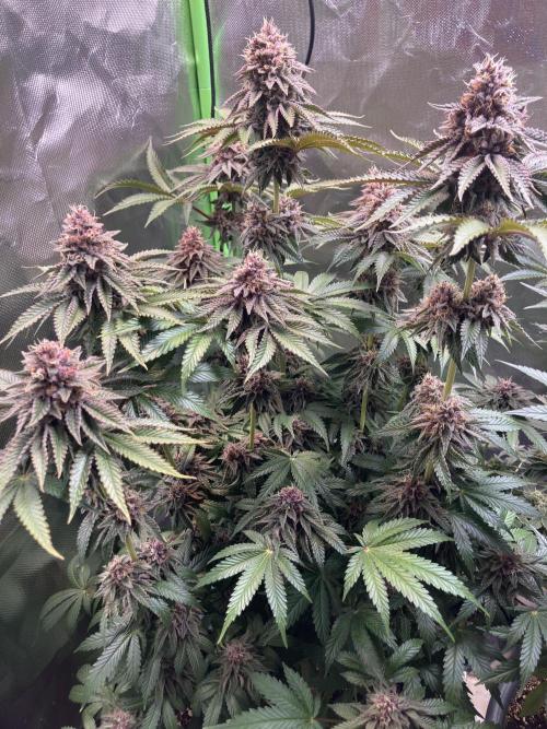 FORBIDDEN BLUEPRINT Purple City Genetics. Week 9