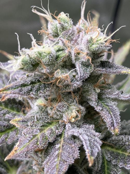 HINDU KUSH Divine Seeds. Week 9