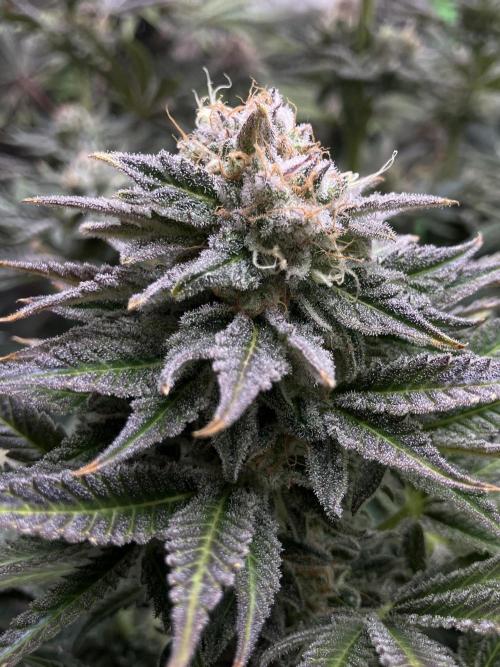 HINDU KUSH Divine Seeds. Week 9