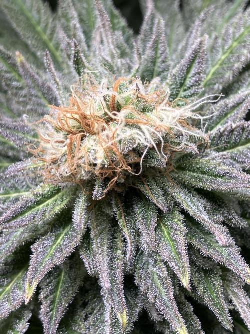 HINDU KUSH Divine Seeds. Week 9