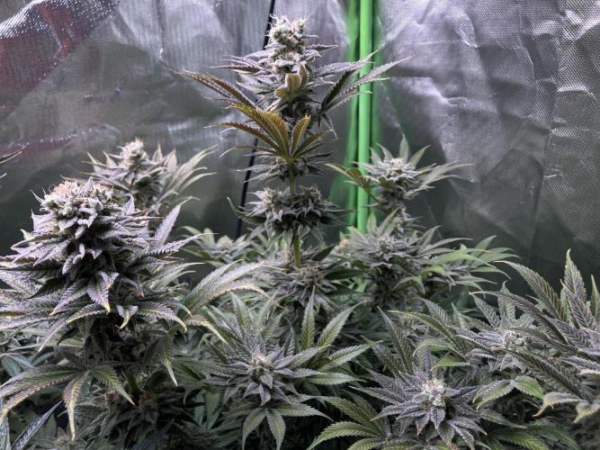 HINDU KUSH Divine Seeds. Week 9