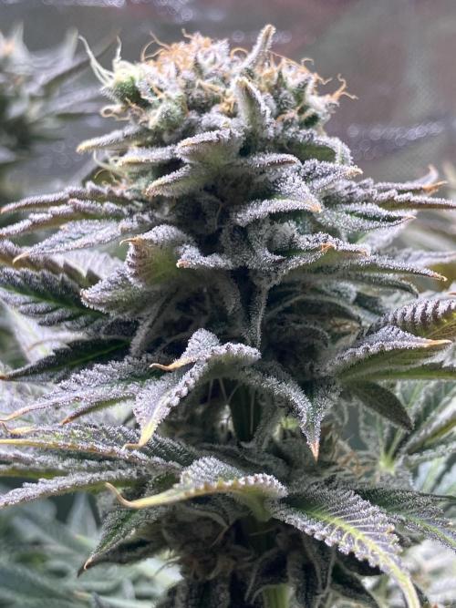 HINDU KUSH Divine Seeds. Week 9