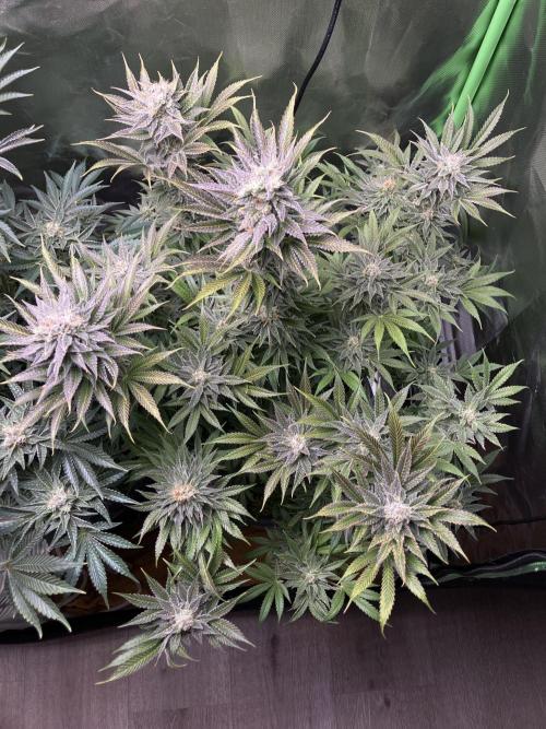 HINDU KUSH Divine Seeds. Week 9