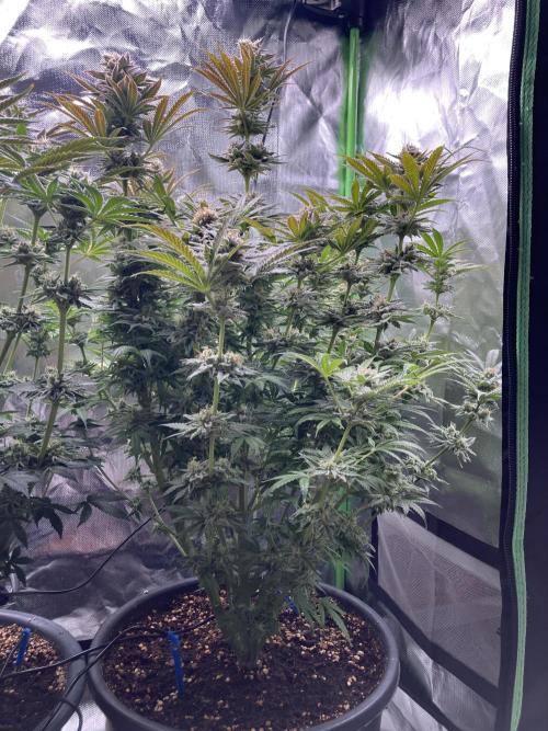 HINDU KUSH Divine Seeds. Week 9