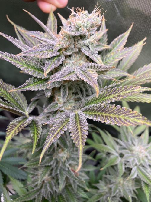 HINDU KUSH Divine Seeds. Week 9