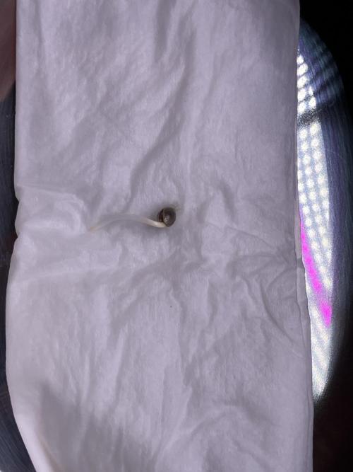 FORBIDDEN BLUEPRINT / PCG. Week 0