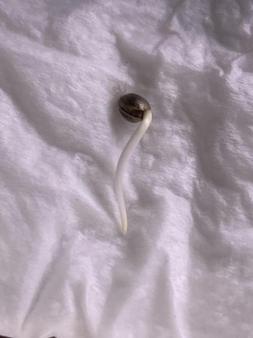 FORBIDDEN BLUEPRINT / PCG. Week 0