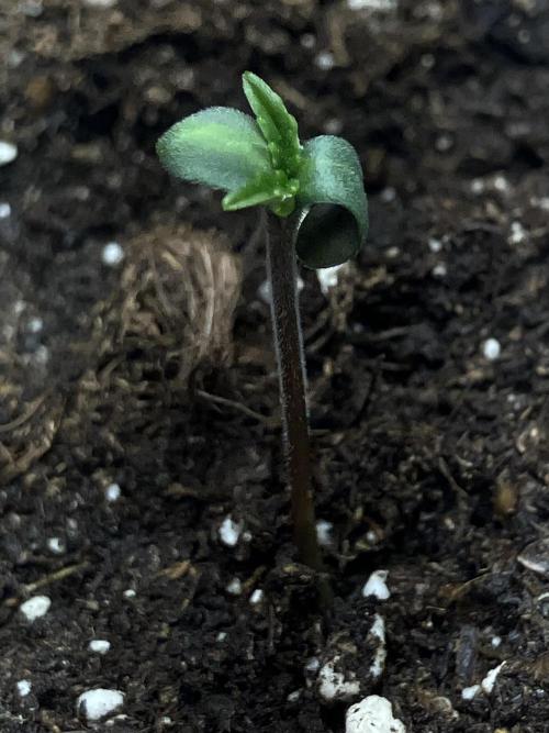 FORBIDDEN BLUEPRINT / PCG. Week 0