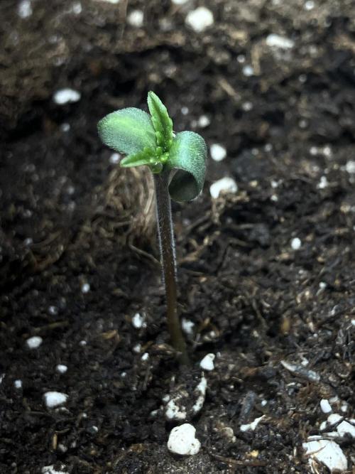 FORBIDDEN BLUEPRINT / PCG. Week 0