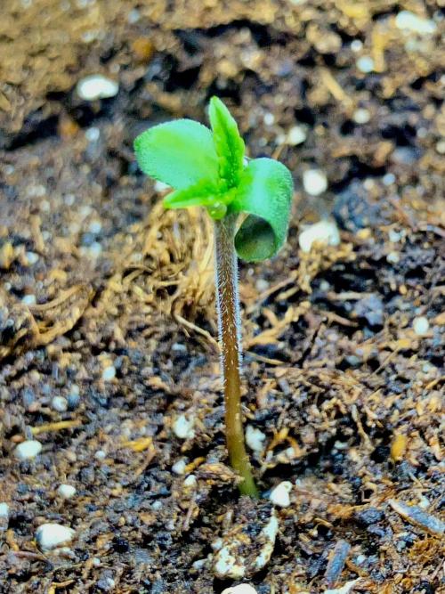 FORBIDDEN BLUEPRINT / PCG. Week 0