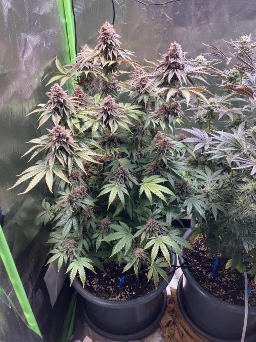 FORBIDDEN BLUEPRINT Purple City Genetics. Week 10
