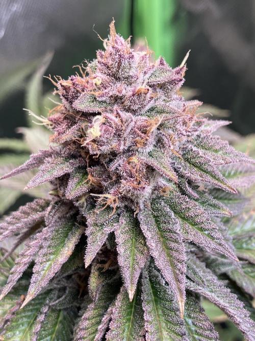 FORBIDDEN BLUEPRINT Purple City Genetics. Week 10