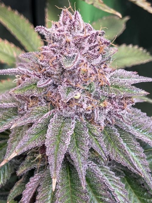 FORBIDDEN BLUEPRINT Purple City Genetics. Week 10