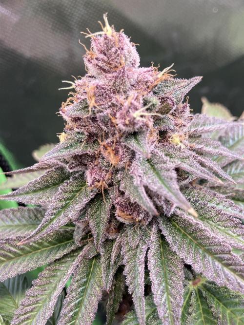 FORBIDDEN BLUEPRINT Purple City Genetics. Week 10