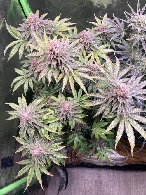 FORBIDDEN BLUEPRINT Purple City Genetics. Week 10