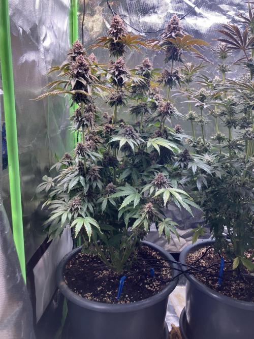FORBIDDEN BLUEPRINT Purple City Genetics. Week 10