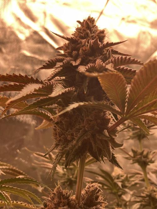 FORBIDDEN BLUEPRINT Purple City Genetics. Week 10