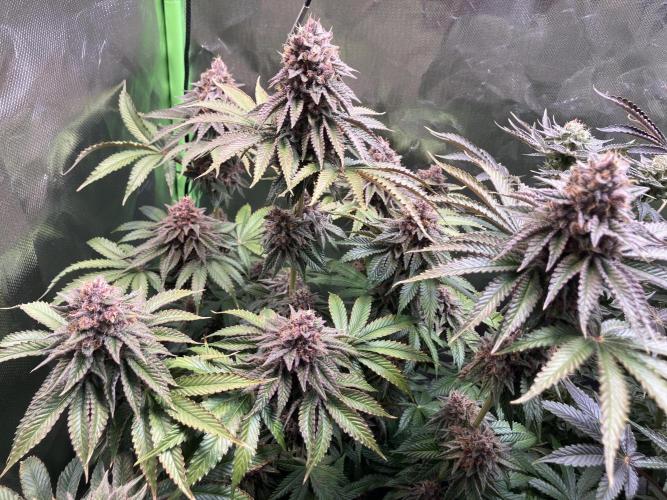 FORBIDDEN BLUEPRINT Purple City Genetics. Week 10