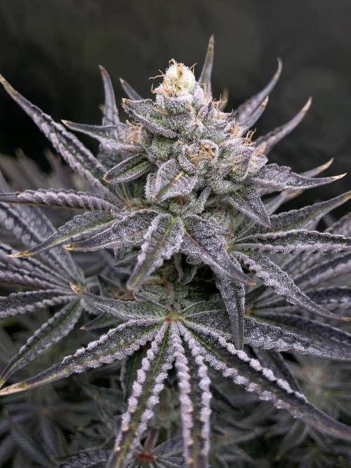 FRESH PRESSED RUNTZ Purple City Genetics. Week 10