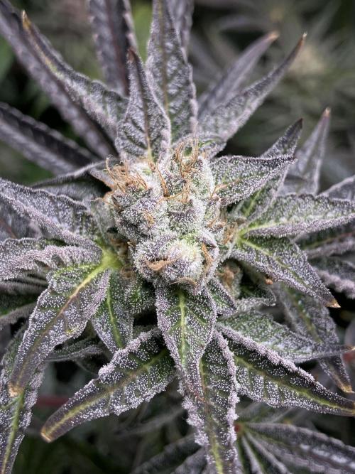 FRESH PRESSED RUNTZ Purple City Genetics. Week 10