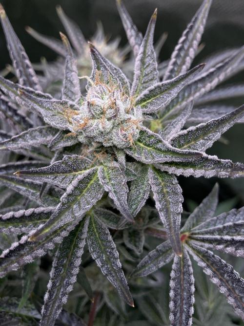 FRESH PRESSED RUNTZ Purple City Genetics. Week 10