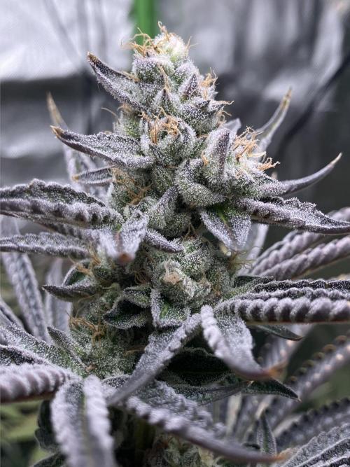 FRESH PRESSED RUNTZ Purple City Genetics. Week 10