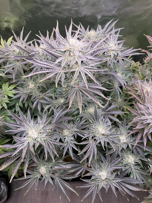 FRESH PRESSED RUNTZ Purple City Genetics. Week 10